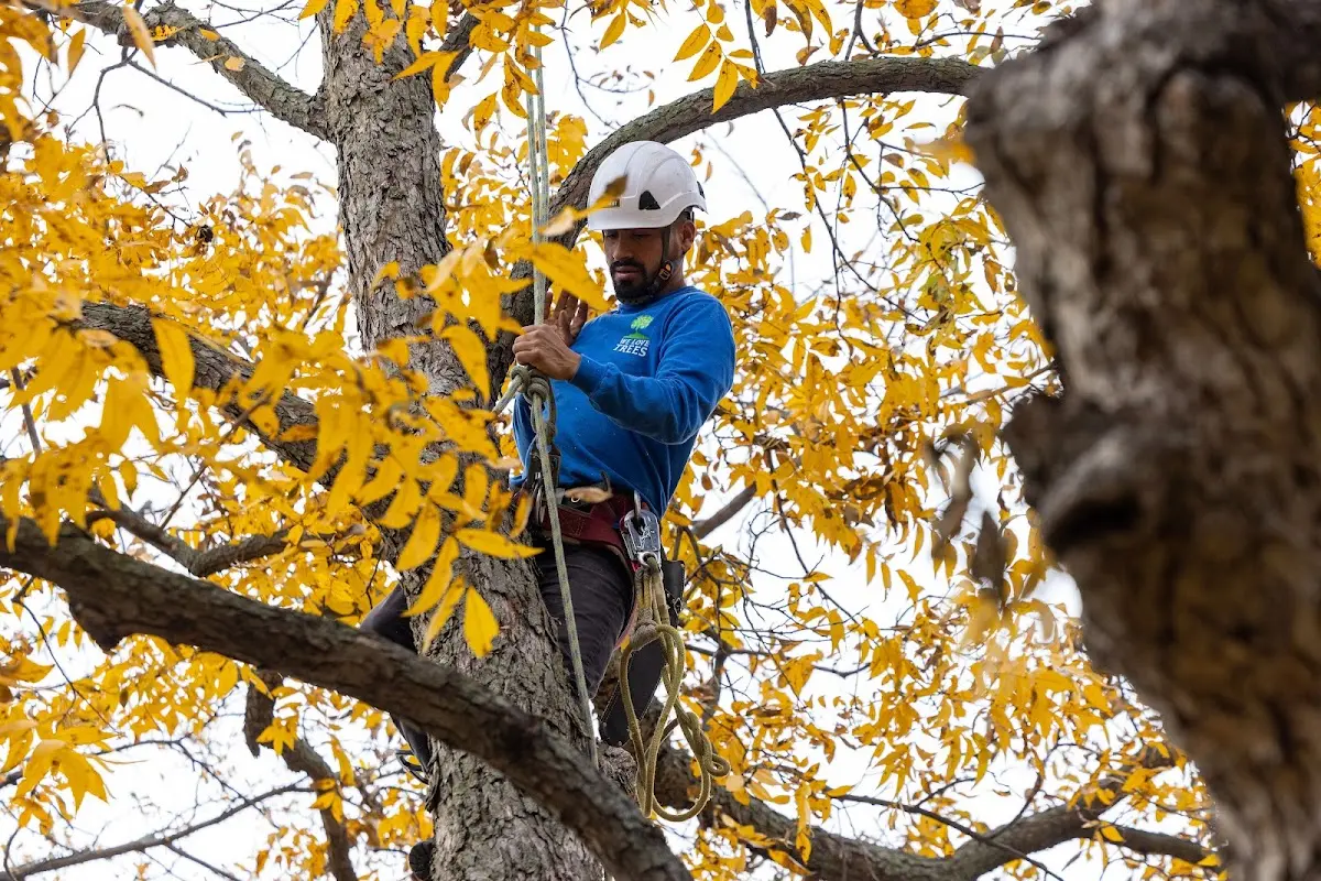 Skilled Dead Tree Removal crew working in Sterling